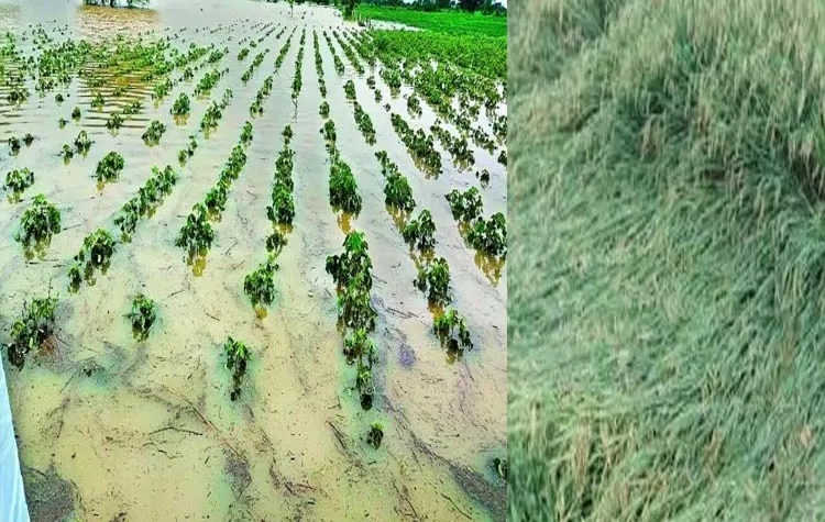 Government Announces Rs 10000 Compensation Per Acre For CycloneAffected Farmers